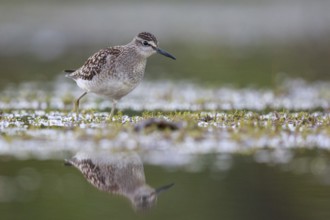 Wood Sandpiper (Tringa glareola) foraging, North Rhine-Westphalia, Germany