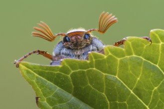 Common Cockchafer (Melolontha melolontha) climbing on leaves, Germany