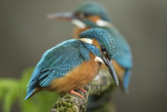Common Kingfisher (Alcedo atthis) pair perched on a branch, Lower Saxony, Germany