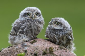 Little Owl (Athene noctua) chicks perched on a stone, Lower Saxony, Germany