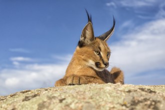 Caracal (Caracal caracal) lying on a rock, Castile-La Mancha, Spain