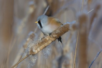 Bearded Reedling (Panurus biarmicus) male feeding on cattail seed, Thuringia, Germany