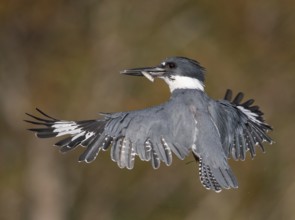 Belted Kingfisher (Megaceryle alcyon) male flying with fish prey in its beak, Florida, USA