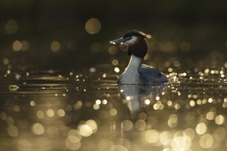 Great Crested Grebe (Podiceps cristatus), North Rhine-Westphalia, Germany