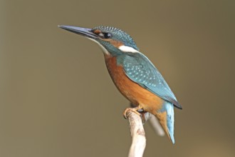 Common Kingfisher (Alcedo atthis) male, Mecklenburg-Western Pomerania, Germany