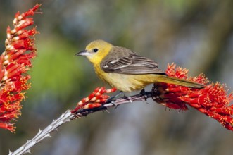Hooded Oriole Icterus cucullatus Amado, Arizona, United States 16 April Adult Female Icteridae