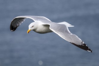 European Herring Gull (Larus argentatus), flying, East Yorkshire, United Kingdom