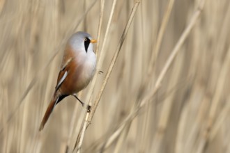 Bearded Reedling (Panurus biarmicus) male perched in reedbed, Mecklenburg-Western, Pomerania,