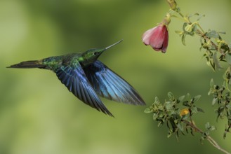 Great Saphirewing (Pterophanes cyanopterus) flying and feeding at a flower in the mountains of