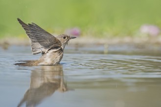Spotted Flycatcher (Muscicapa striata) bathing, Aosta Valley, Italy