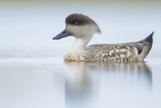 Patagonian Crested Duck (Lophonetta specularioides) on a small pond in the Falkland Islands