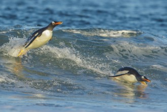Gentoo Penguin (Pygoscelis papua) returning to land through the waves in the Falkland Islands