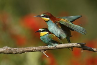 European Bee-eater (Merops apiaster) pair mating, Piedmont, Italy