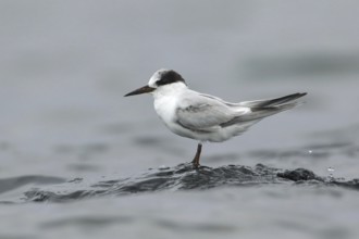 Little Tern (Sternula albifrons), Victoria, Australia
