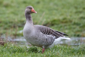Greylag Goose (Anser anser), Netherlands
