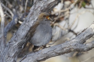 Photographed on the Island of Hawaii.Endemic to the Island of Hawaii