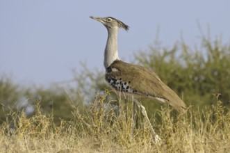 Kori Bustard (Ardeotis kori), Botswana