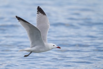 Audouin's Gull (Ichthyaetus audouinii) flying, Mallorca, Spain