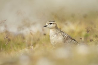Eurasian Dotterel (Charadrius morinellus), Grisons, Switzerland