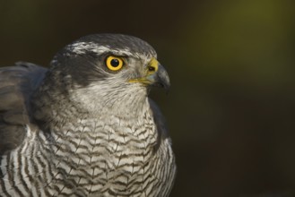 Northern Goshawk (Accipiter gentilis) female, Utrecht, Netherlands