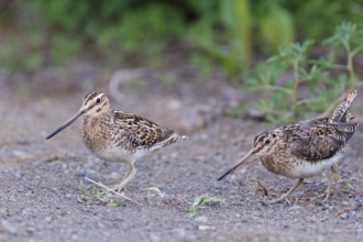 Common Snipe (Gallinago gallinago) pair, Iceland