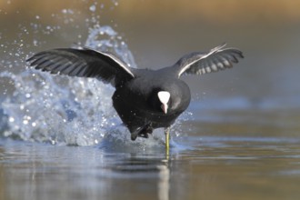 Eurasian Coot (Fulica atra), North Rhine-Westphalia, Germany