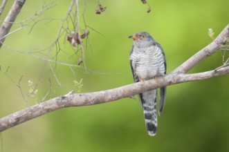 African Cuckoo (Cuculus gularis), Mpumalanga, South Africa