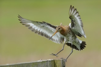 Uferschnepfe (Limosa limosa), Black-tailed Godwit, landender Altvogel auf Sitzwarte, Mai, Nijkerk,