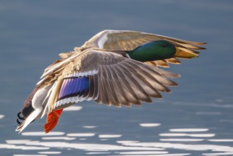 Mallard (Anas platyrhynchos) male flying, Carinthia, Austria