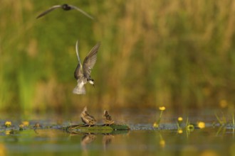 Black Tern (Chlidonias niger) feeding of juvenile, Netherlands