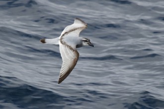 Broad-billed Prion (Pachyptila vittata) flying, South Pacific Ocean, New Zealand