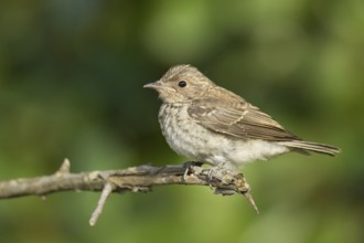 Spotted Flycatcher (Muscicapa striata) juvenile, Corsica, France