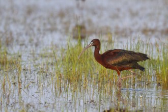 Glossy Ibis (Plegadis falcinellus) foraging, Greece