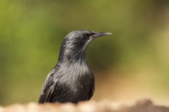 Spotless Starling (Sturnus unicolor), Alicante, Spain