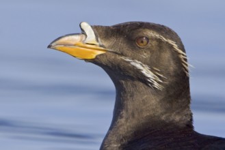 Rhinoceros Auklet (Cerorhinca monocerata), British Columbia, Canada