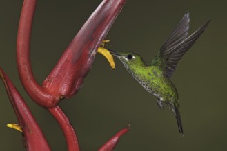 Green-crowned Brilliant (Heliodoxa jacula), Ecuador