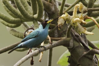 Green Honeycreeper (Chlorophanes spiza) male, Ecuador