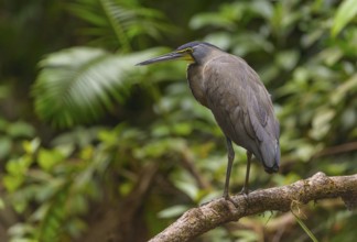 Bare-throated Tiger Heron (Tigrisoma mexicanum) - at Laguna Lagarto Lodge near Boca Tapada, Costa