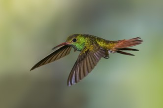 Rufous-tailed Hummingbird (Amazilia tzacatl) at the Nature Pavilion in La Virgen, Costa Rica