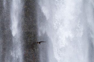Great Cormoran (Phalacrocorax carbo) flying in front of waterfall, Iceland