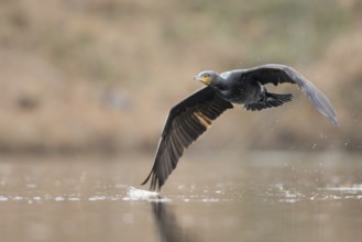 Great Cormorant (Phalacrocorax carbo) flying, Baden-Wuerttemberg, Germany