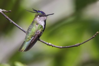 Plovercrest (Stephanoxis lalandi) perched on a branch in the Atlantic rainforest of southeast