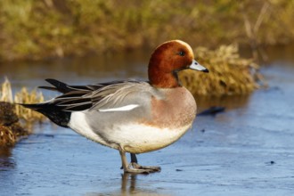 Eurasian Wigeon (Mareca penelope) male on ice, Netherlands