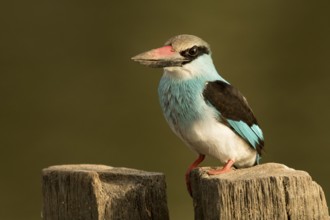 Blue-breasted Kingfisher (Halcyon malimbica), Gambia