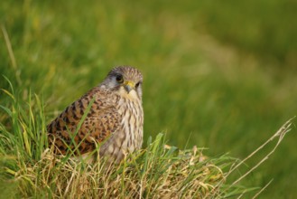 Common Kestrel (Falco tinnunculus), Netherlands