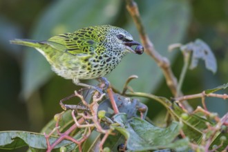 Spotted Tanager (Tangara punctata) perched on a branch in Manu National Park, Peru