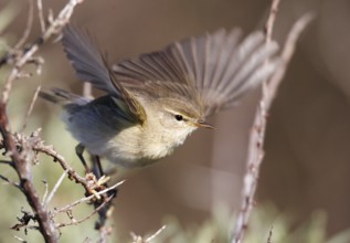 Willow Warbler (Phylloscopus trochilus), Schleswig-Holstein, Germany