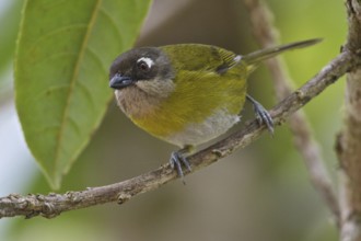 Common Bush Tanager (Chlorospingus flavopectus), Costa Rica