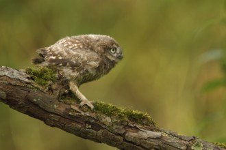 Little Owl (Athene noctua) juvenile, Utrecht, Netherlands