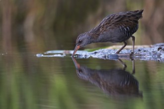 Water Rail (Rallus aquaticus) foraging, Saxony, Germany